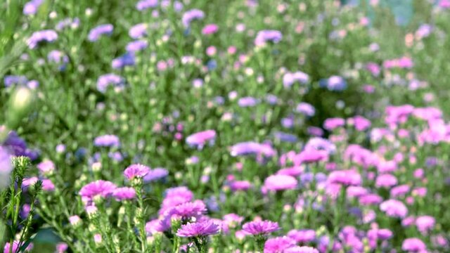 Beautiful blossoming flowers in the field with warm sunshine in Singha Park garden, Chiang Rai,Thailand.