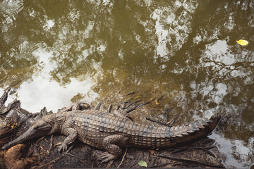 Freshwater Crocodile sits on a muddy bank out of the water in Far North Queensland 