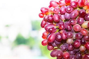 fresh red grape with water drop isolated