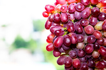 fresh red grape with water drop isolated