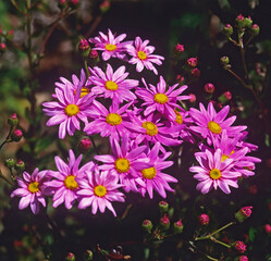 Fototapeta na wymiar Flowering Senecio glastifolius in a Mediterranean garden