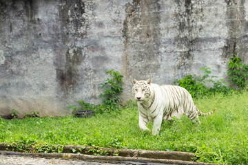 the White Tiger in zoo at songkha thailand