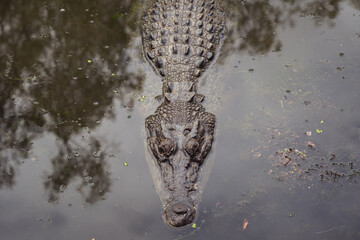 Saltwater Crocodile lies half submerged in murky dark water with its eyes visible.  