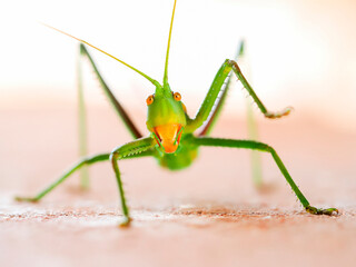 Katydid