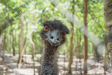 Emu looks quizzically though a fence directly at the Camera  