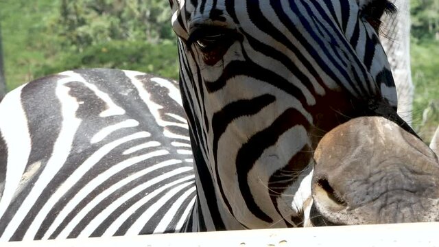Tourists feeding a zebra with banana by a long stick wooden in Singha-park zoo Chiangrai,Thailand.