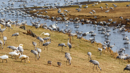 Fototapeta na wymiar Cranes and Whooper swans on a beach meadow by a lake in the spring