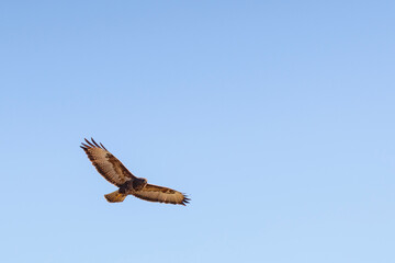 Plakat Common Buzzard flying in the sky with spread wings
