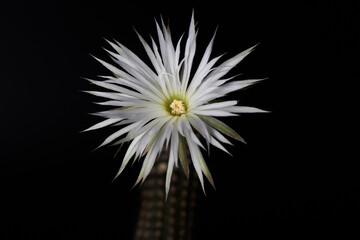 Beautiful Setiechinopsis mirabilis cactus flower on black background