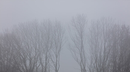 Branches of oak tree in a fog in winter