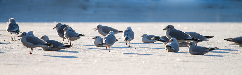 Several seagulls warm up in the morning sun on a frozen lake on a beautiful winter morning, dutch nature photo, wildlife background, beautiful colors
