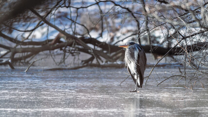 Gray heron warms up in the morning sun on a frozen lake, dutch nature photo, wildlife background, beautiful colors