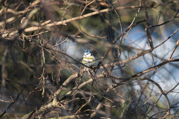 a Great Tit is sitting on a twig in the bushes, it is winter it is a snowy landscape, dutch nature photo, wildlife background, beautiful color songbird