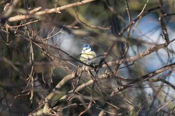 a Great Tit is sitting on a twig in the bushes, it is winter it is a snowy landscape, dutch nature photo, wildlife background, beautiful color songbird