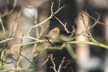 Close up of a robin sitting on a twig in winter on a beautiful winter snowy morning, dutch nature photo, wildlife background, song bird