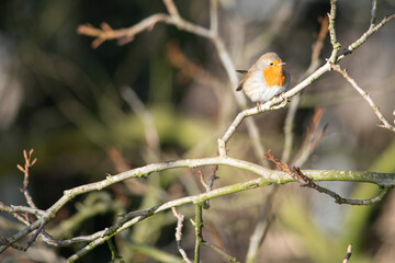 Close up of a robin sitting on a twig in winter on a beautiful winter snowy morning, dutch nature photo, wildlife background, song bird