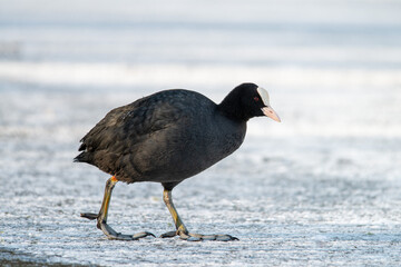 A Coot walks across the ice on a beautiful sunny winter morning looking for food, Winter photo, dutch wildlife, nature photo, city park water birds 