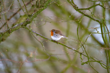 Close up of a robin sitting on a twig in winter on a beautiful winter snowy morning, dutch nature photo, wildlife background, song bird