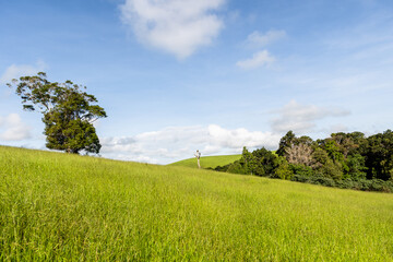 Lush Green Pasture upon a hillside with blue skies and white clouds 