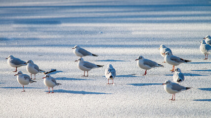 Several seagulls warm up in the morning sun on a frozen lake on a beautiful winter morning, dutch nature photo, wildlife background, beautiful colors