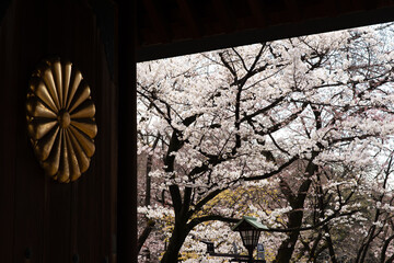 Yasukuni Shrine and Sakura In Tokyo