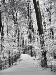 schneebedeckter Wanderweg in einem Wald 