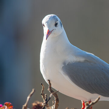 Close up of a seagull on a beautiful winter day, sea bird, nature photo