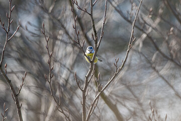 a Great Tit is sitting on a twig in the bushes, it is winter it is a snowy landscape, dutch nature photo, wildlife background, beautiful color songbird
