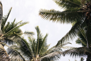 Coco palm tree and white sky. Relaxing tropical island neutral photo background. Palm leaf frame...