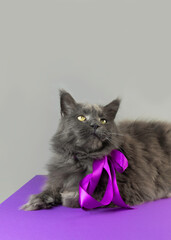 Fototapeta premium A serious gray Maine Coon cat with a purple ribbon tied around his neck looks at the camera. Greeting card with copy space.