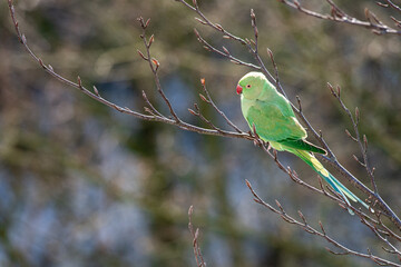 Rose-ringed parakeet warms up in the morning sun in winter, it is winter it is a snowy landscape, dutch nature photo, wildlife background, beautiful colors, Green bird