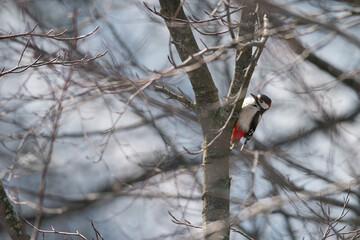 Great spotted woodpecker sits in a tree, it is winter, it is a snowy landscape, dutch nature photo, wildlife background, beautiful colors