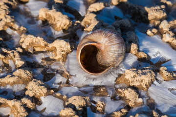 A Snail Shell Abandoned on the Pavement, Surrounded by Ice and Lit by the Winter Sun