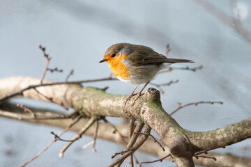 Close up of a robin sitting on a twig in winter on a beautiful winter snowy morning, dutch nature photo, wildlife background, song bird