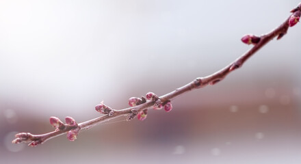 a branch with small buds on a blurry pink background