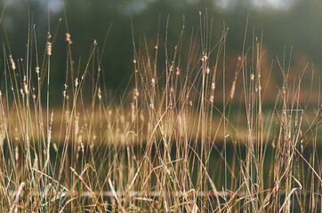 thin blades of grass on a blurred background in selective focus