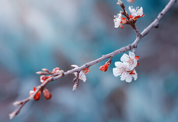 cherry blossoms on a branch in spring