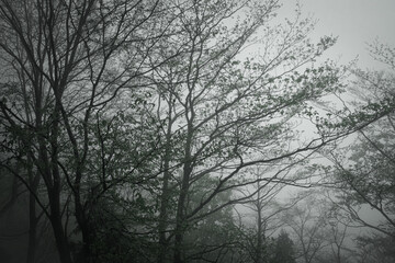 the forest was shrouded in thick fog.
