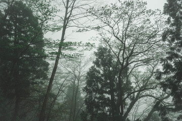 In the morning a thick fog covered the forest
