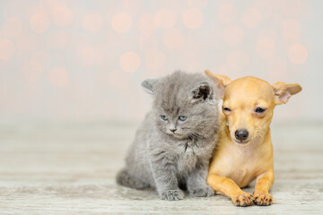 Puppy and kitten on a background of lights sitting
