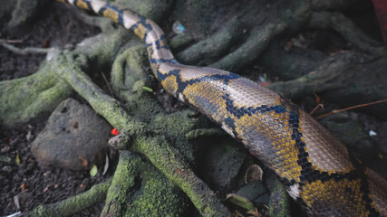 Python Reticulatus Closeup Moving On The Root.