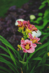 Naklejka premium blooming hemerocallis (day lily) flower in summer garden
