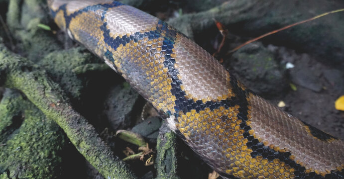 Python Reticulatus"」の写真素材 | 1,582件の無料イラスト画像 | Adobe Stock
