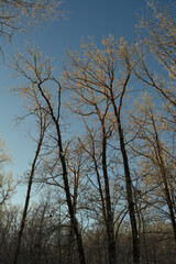 Winter forest in evening. Trees covered by hoarfrost are lighten by sunset sun
