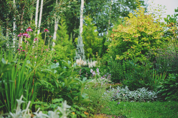 beautiful cottage garden view in august, blooming perennials and stachys