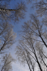 Forest in winter. View from below on birch trees tops in hoarfrost