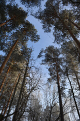 Pine trees in mixed forest in winter.