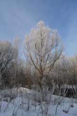 Beautiful tree covered by hoarfrost in winter forest.