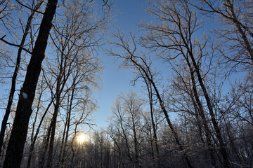 Evening in winter forest. Trees in hoarfrost on the background of setting sun