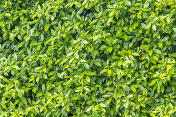 Ficus annulata trees